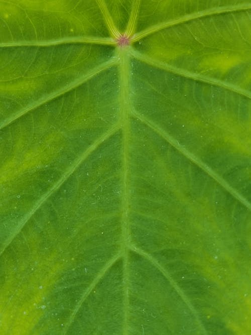 수직 쐈어, 질감, 초록색 잎의 무료 스톡 사진