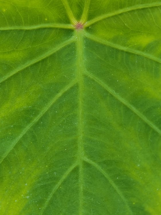 Green Leaf in Close Up Photography