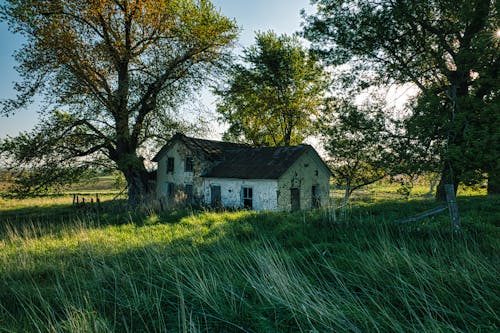 Imagine de stoc gratuită din abandonat, arbori, cămin