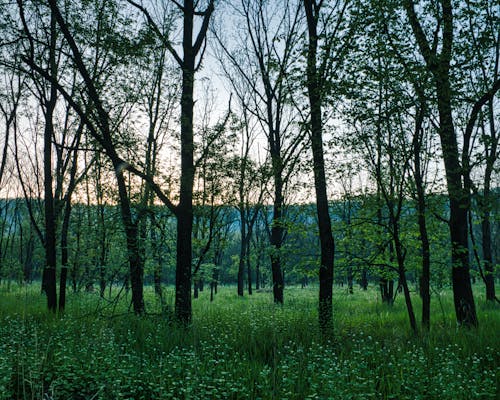 A Green Grass and Trees in the Forest