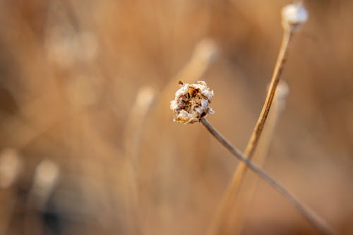 乾枯, 干花, 景深 的 免费素材图片