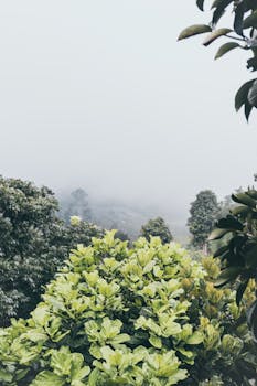 雾林静谧，绿叶葱茏，薄雾笼罩下更显宁静自然