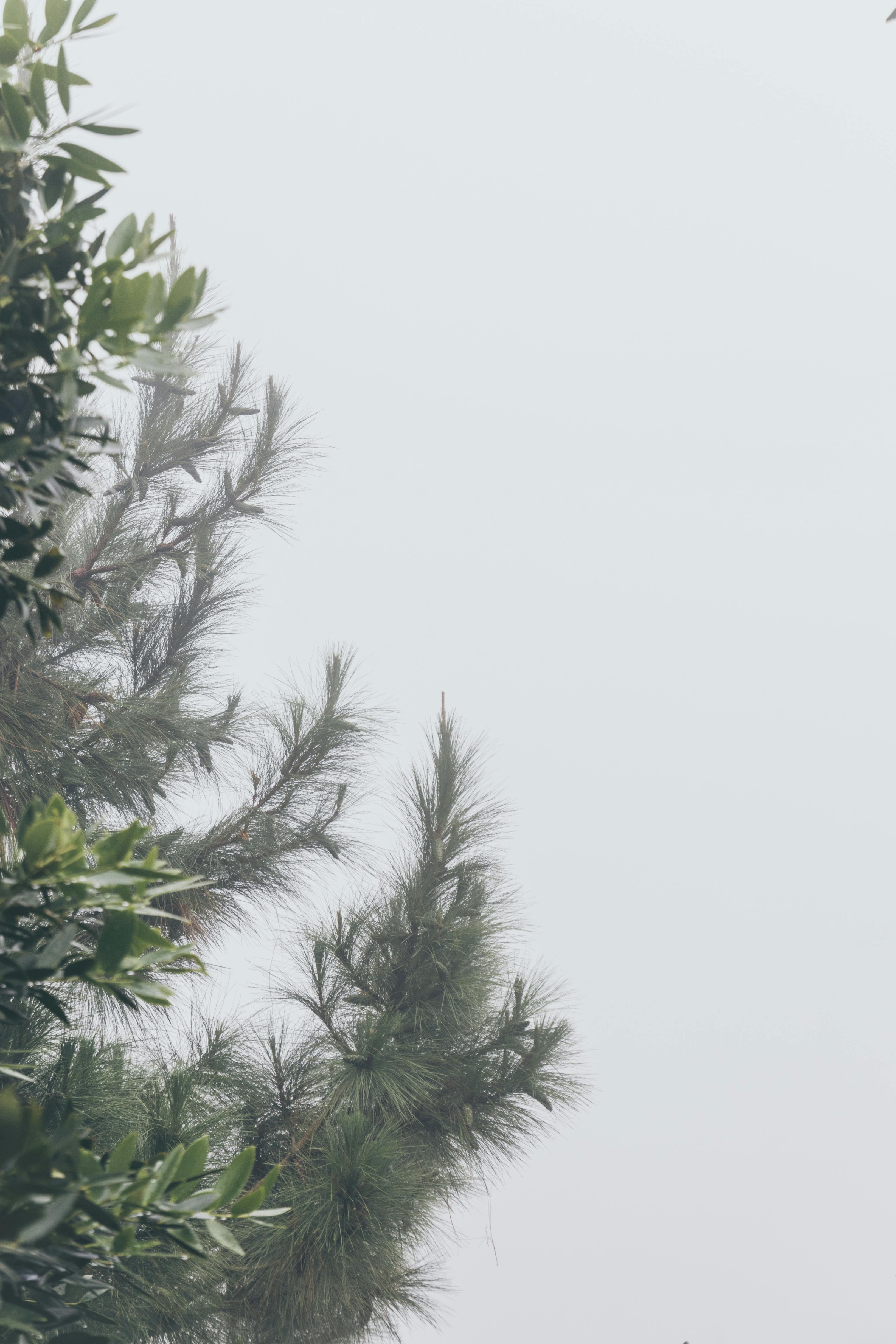 大雾天气中，松树枝的宁静景色营造出平静的自然景观