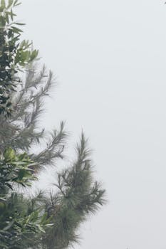 大雾天气中，松树枝的宁静景色营造出平静的自然景观