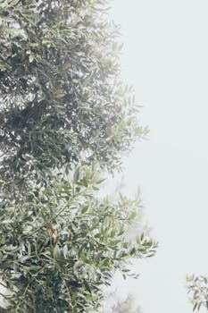 雾气缭绕，郁郁葱葱的树枝令人平静，营造出宁静的氛围