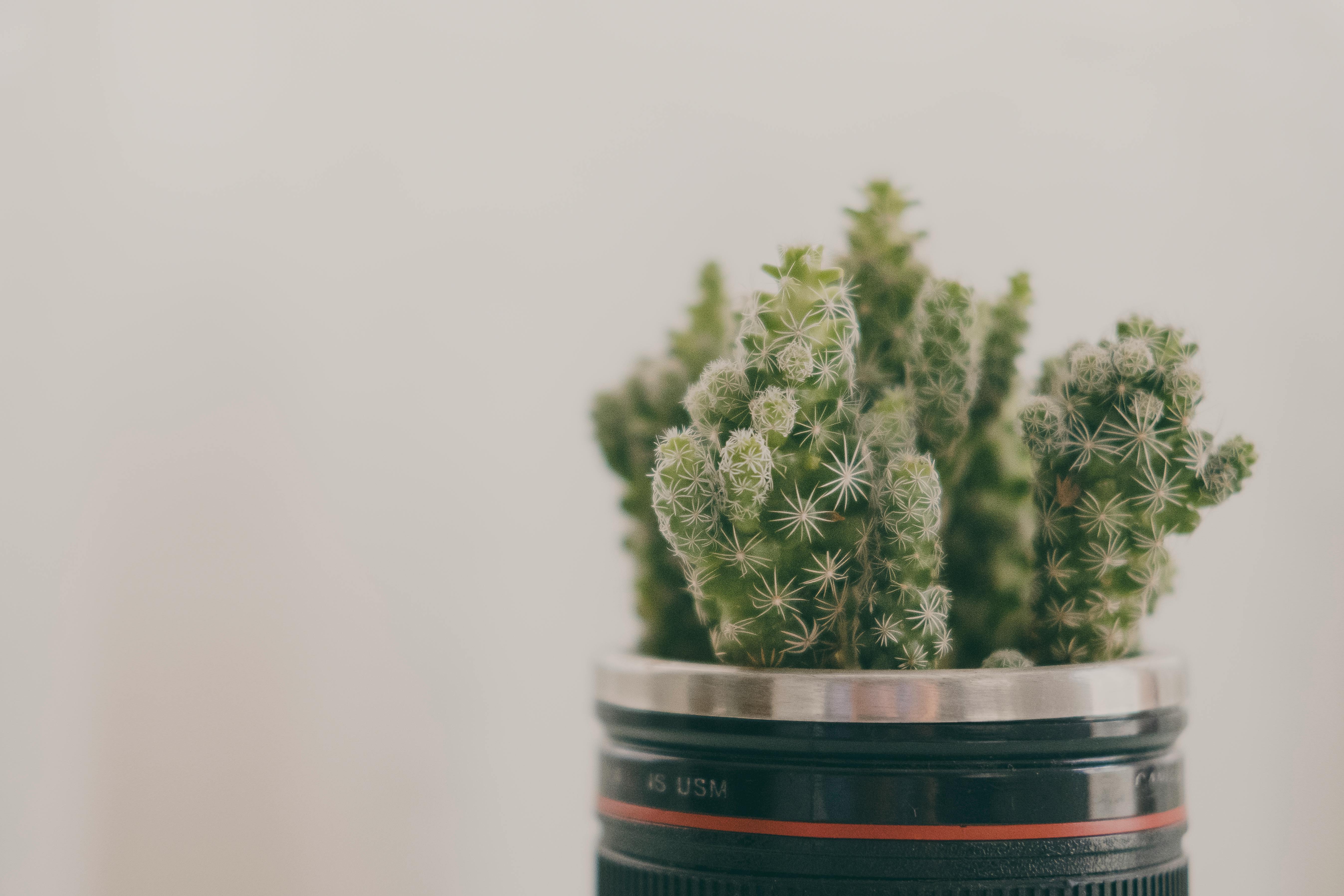 镜头盆中生长的仙人掌特写，展现了独特的装饰效果