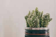 这张照片展示了生长在相机镜头盆中的仙人掌的细节，呈现出独特的装饰效果