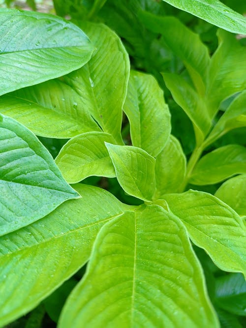 A Close-up Shot of Fresh Green Leaves