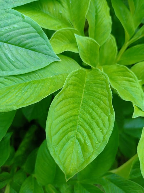 A Fresh Green Leaves