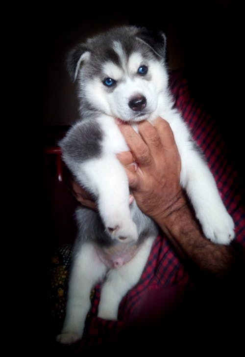 Free Person Holding Siberian Husky Puppy Stock Photo