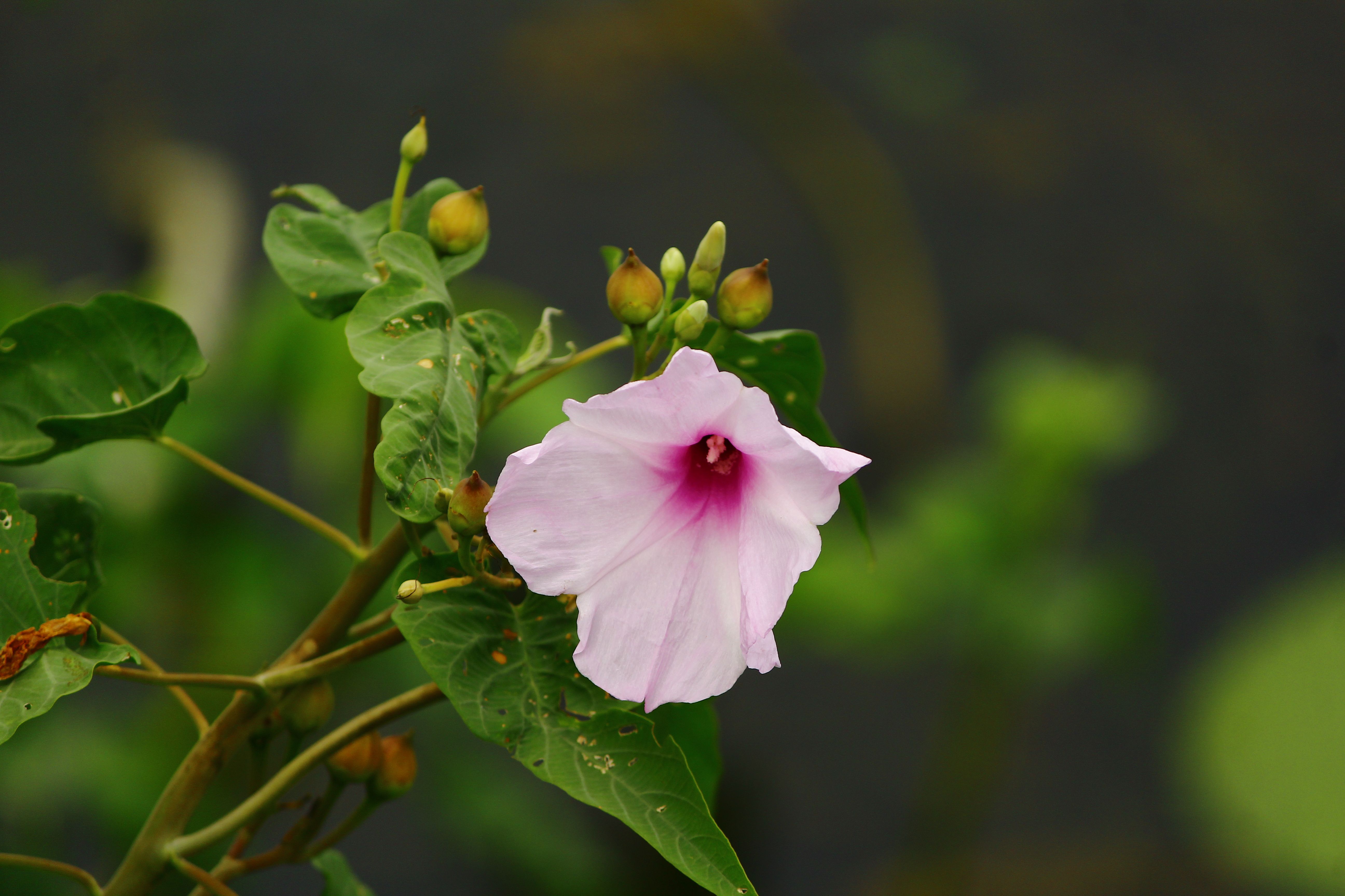 A delicate pink morning glory flower in bloom with fresh green leaves.