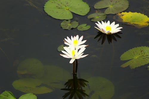 Lotus Flowers on Water