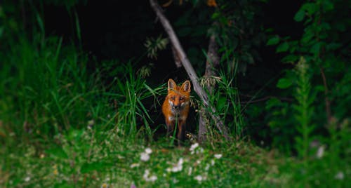 Photo of Fox Near Grass