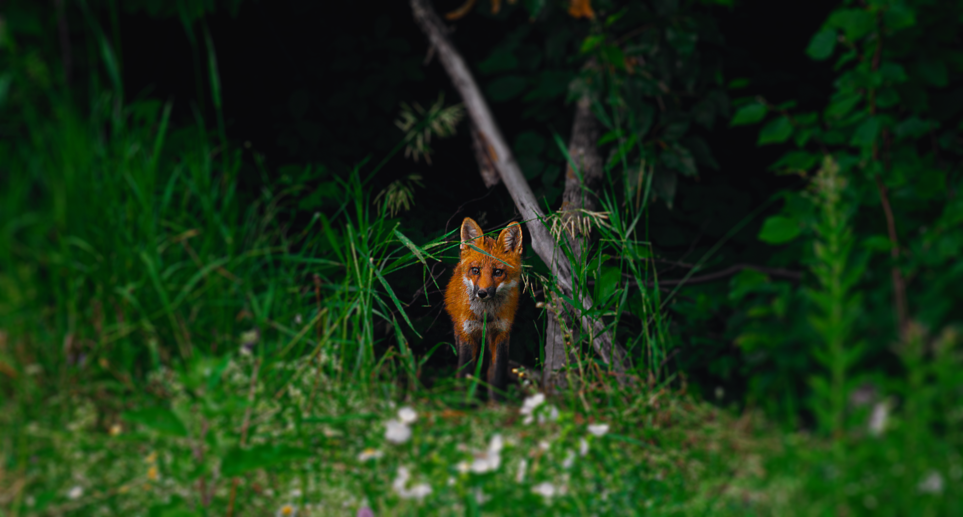 Photo of Fox Near Grass