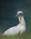 White Bird in Close Up Photography