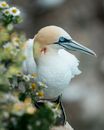 White Bird in Close Up Photography