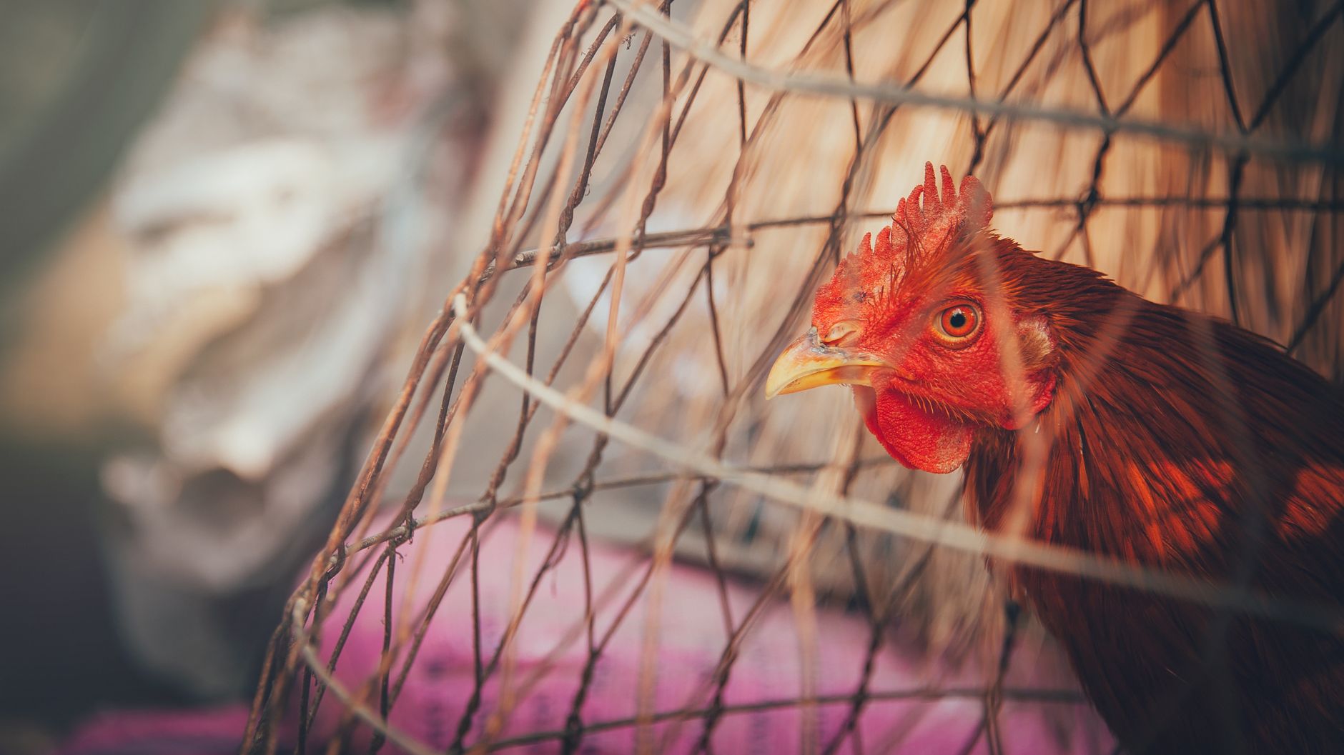 Red hen inside a rustic wire cage, showcasing vibrant feathers and keen gaze.