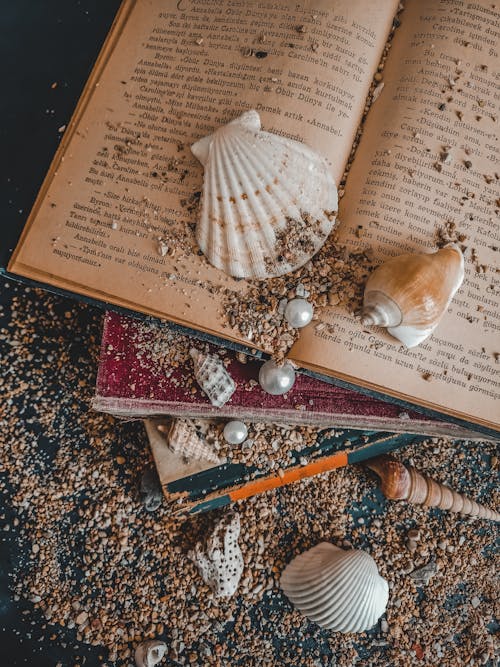 A Seashells on an Open Book
