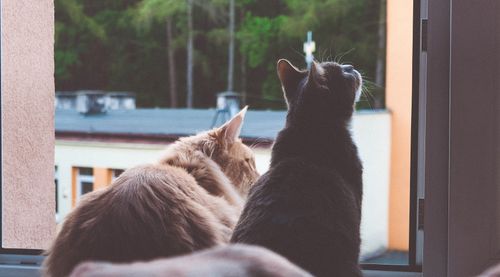 Free Two adorable cats sitting by a window enjoying the view outdoors. Stock Photo