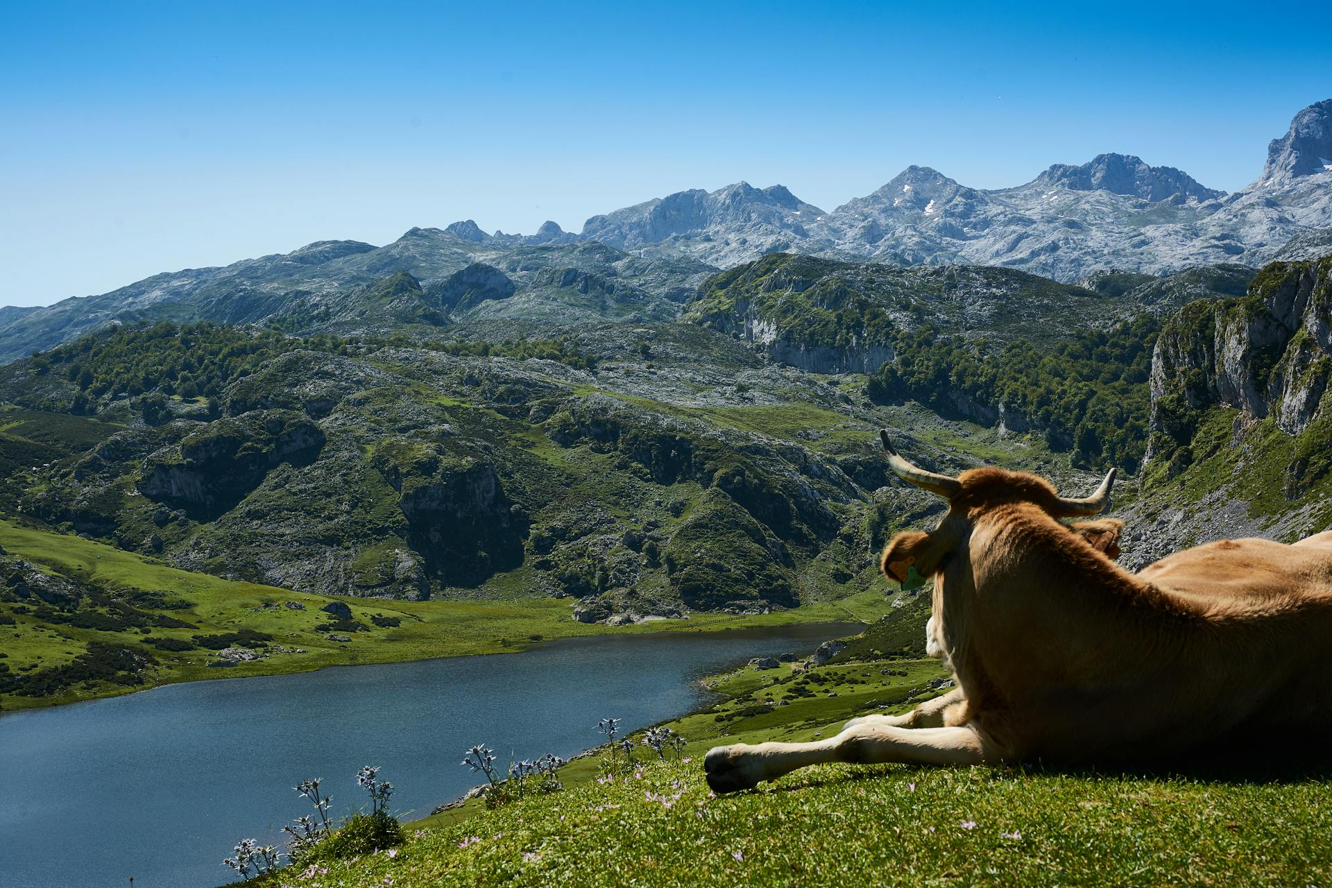 Brown Cattle Lying on Grass Field Watching Body of Water Surrounded by Mountains