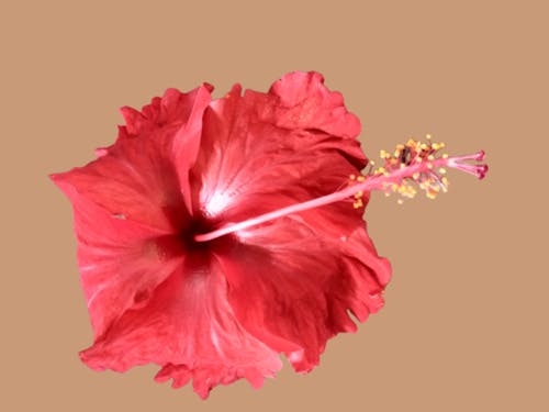 Darmowe zdjęcie z galerii z czerwony kwiat, fotografia kwiatowa, hibiskus