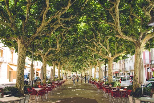 Foto d'estoc gratuïta de a l'aire lliure, arbres, arquitectura