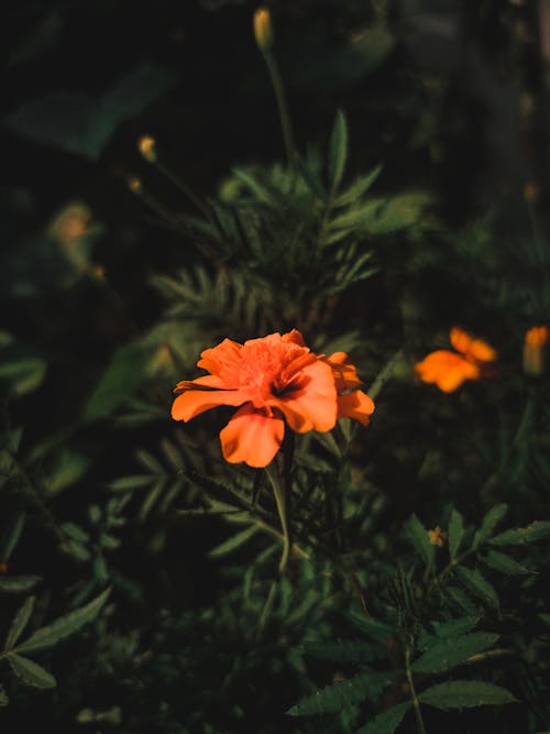 Free An Orange Flower in Bloom Stock Photo