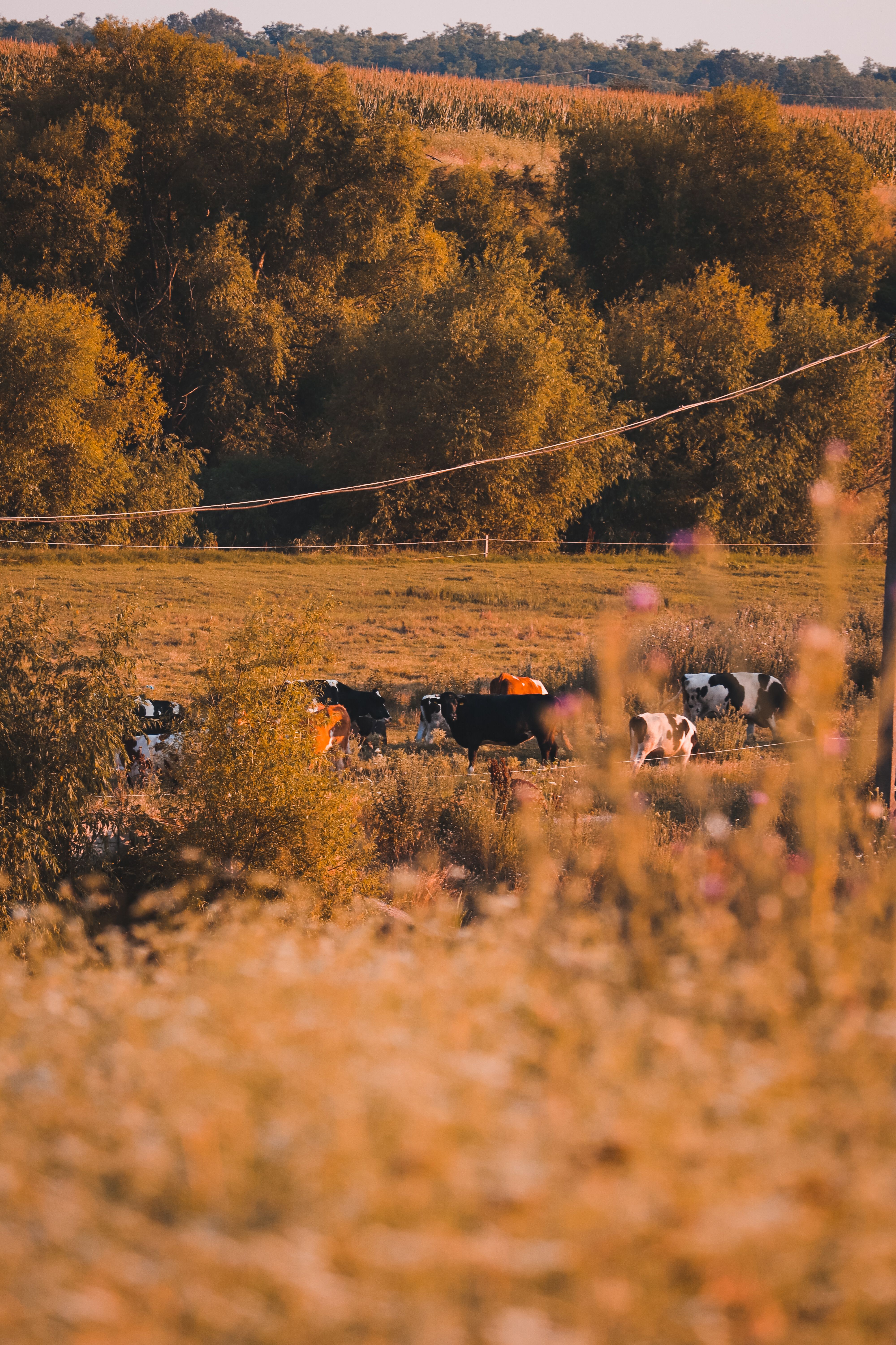 Cows on Green Grass Field · Free Stock Photo