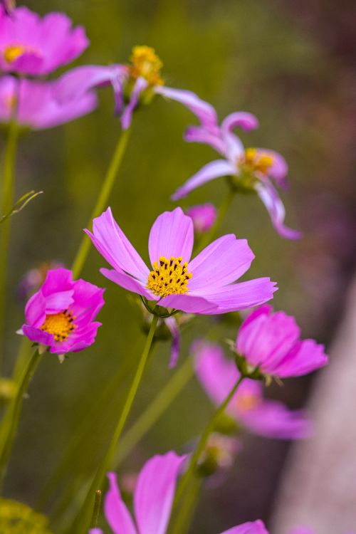 Free Beautiful pink cosmos flowers blooming with delicate petals and a soft focus background. Stock Photo
