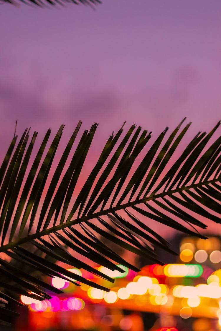 Silhouette Of A Palm Leaves