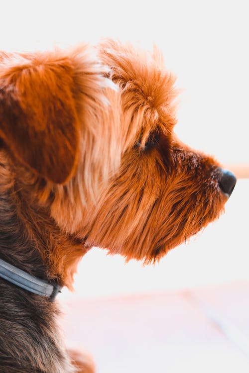 A Side View of a Cute Brown Dog