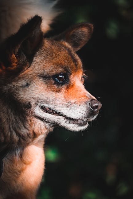 Charming close-up of a fluffy dog captured in warm sunlight, showcasing its furry texture and gentle expression.