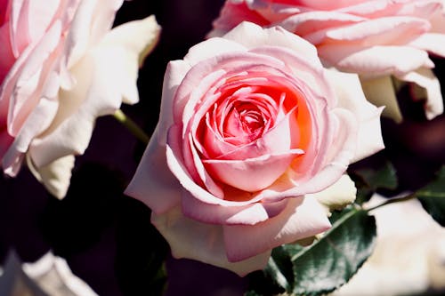 A Pink Rose in Bloom