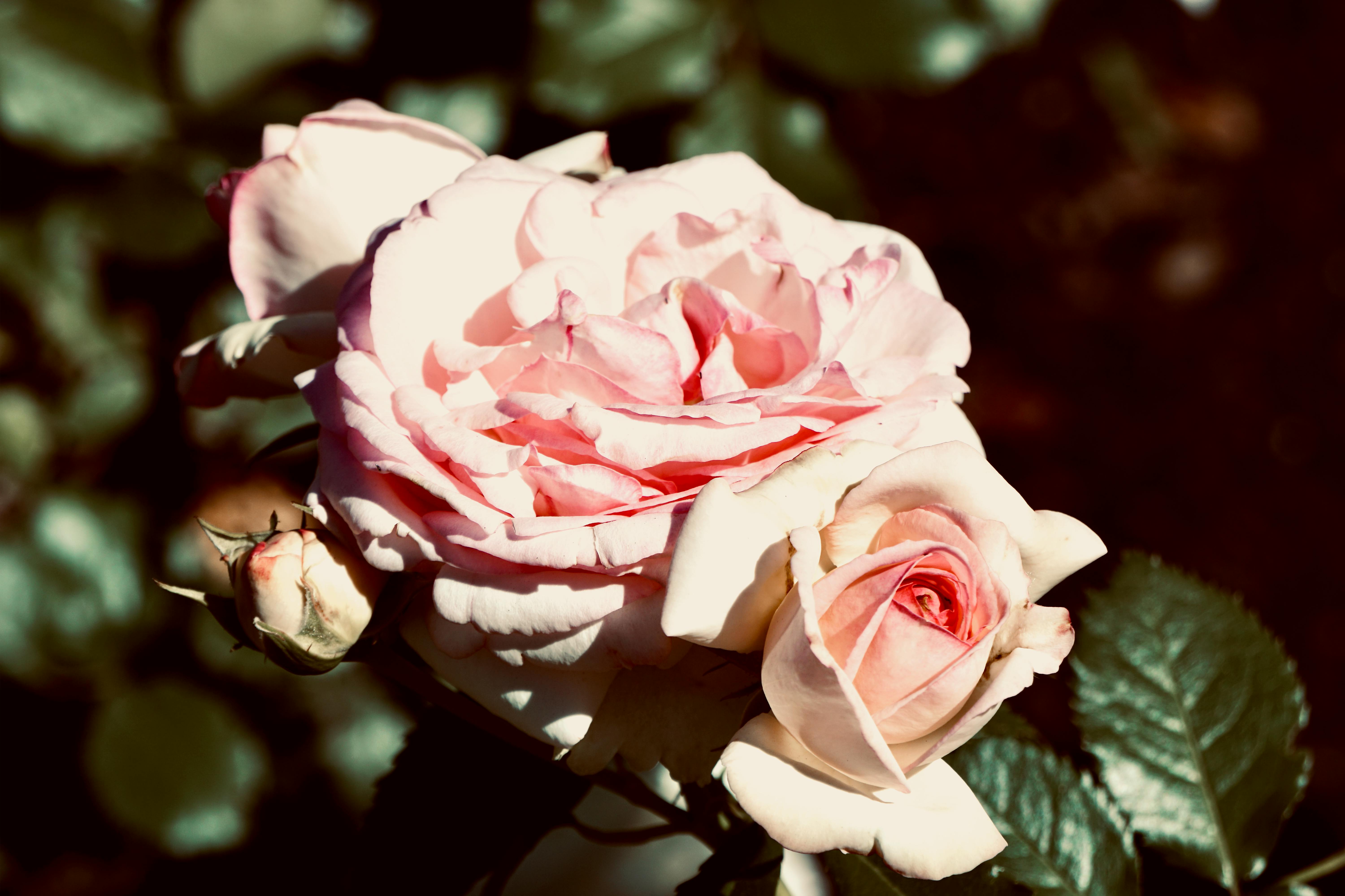 Rosier Feuilles De Rose - Photo gratuite sur Pixabay - Pixabay