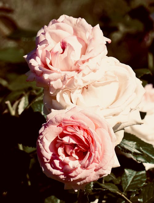 A Pink Roses in Bloom