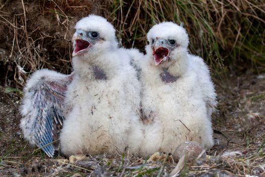 Close-up Photo of Eyases Falcons