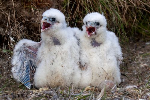 Free Adorable peregrine falcon chicks with fluffy feathers captured outdoors in their natural habitat. Stock Photo