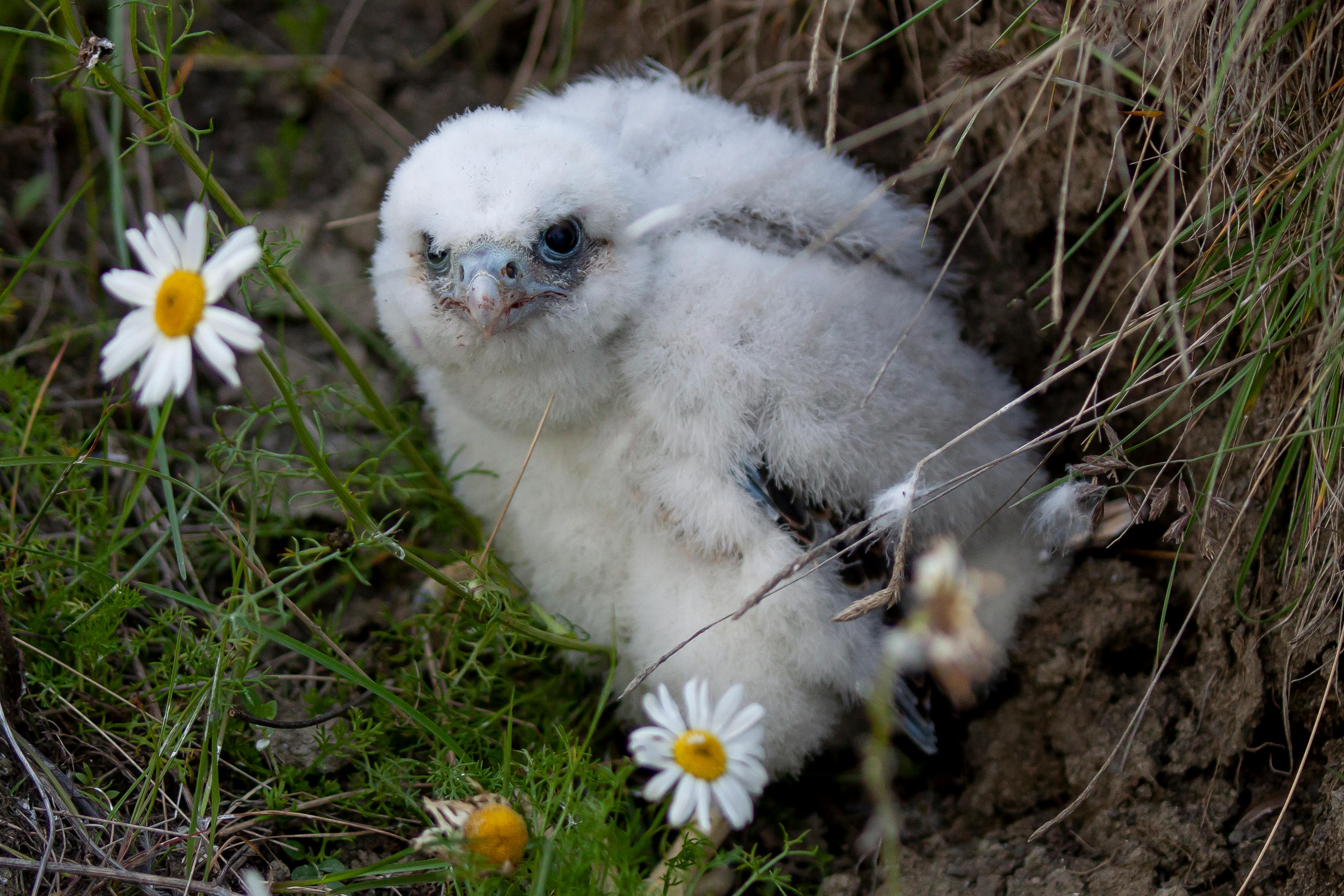 Close Up Photo of a Baby Ural Owl on Nest · Free Stock Photo