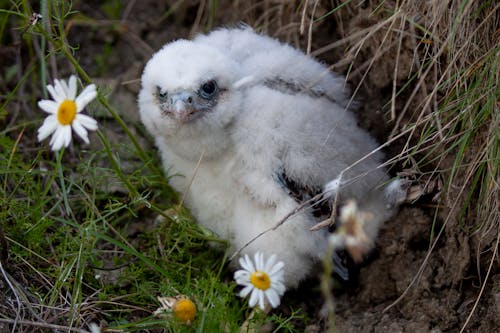 Close Up Photo of a Baby Ural Owl on Nest