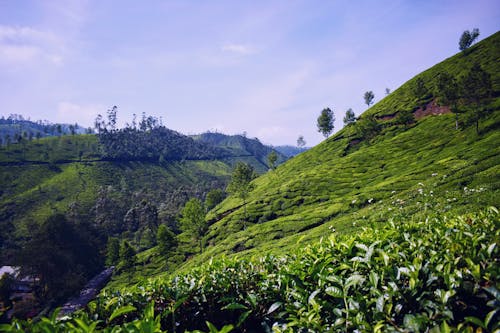 Foto stok gratis agrikultura, bidang, bukit