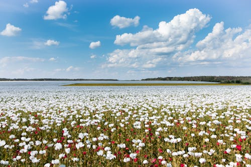 Fotos de stock gratuitas de amapola, campo, cielo azul