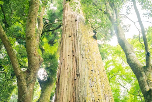 Foto d'estoc gratuïta de arbre, bagul, boscos