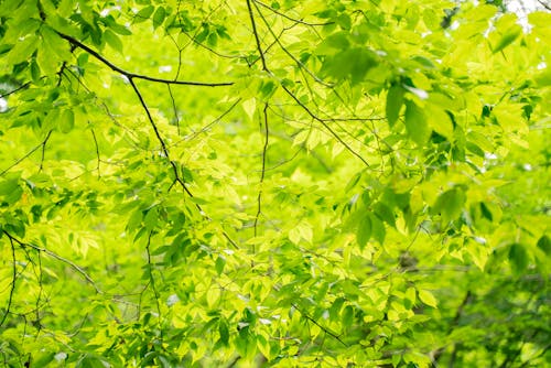 A Green Leaves on Tree Branches