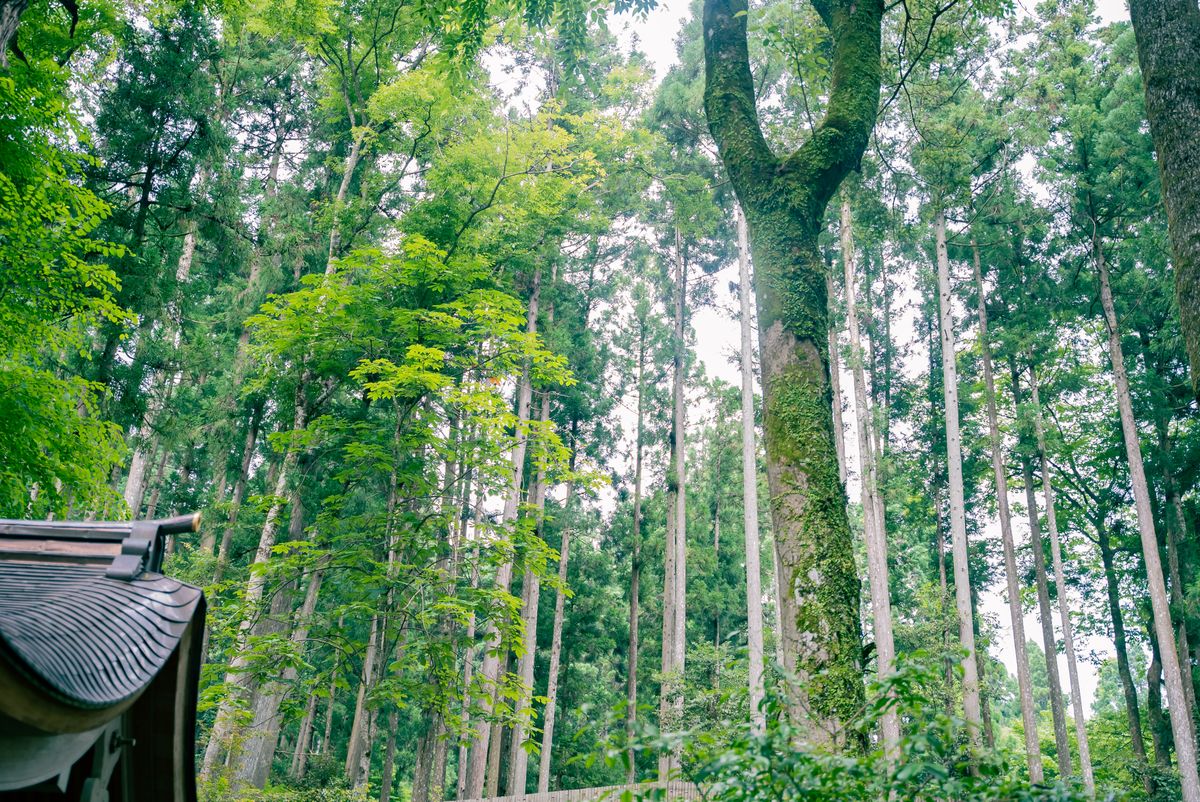 日本の杉木立と社殿の屋根のイメージ