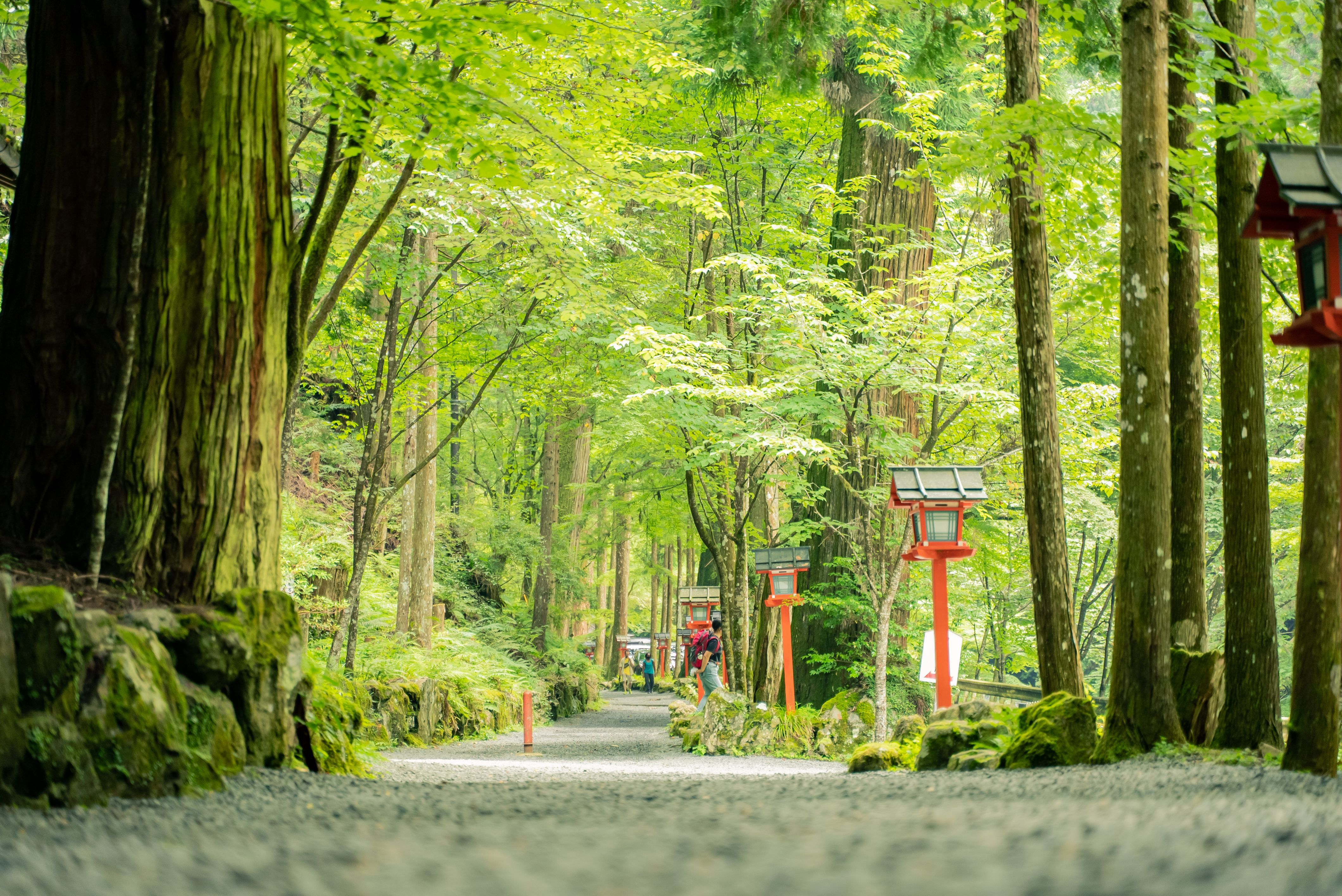 A serene forest pathway with red lanterns leading to a shrine in Kyoto's lush greenery.