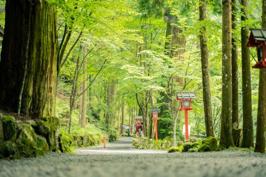 A serene forest pathway with red lanterns leading to a shrine in Kyoto's lush greenery.