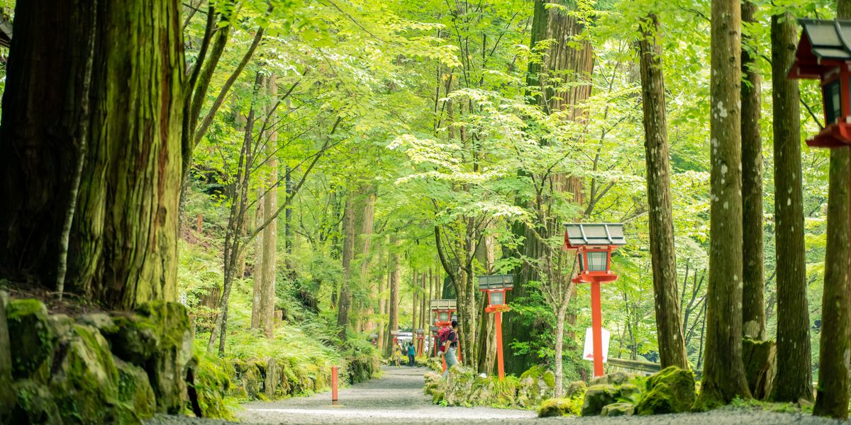 緑の散歩道