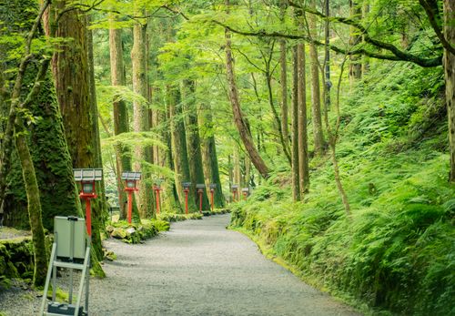 Free Serene forest path lined with traditional lanterns in summer. Perfect for nature and travel themes. Stock Photo