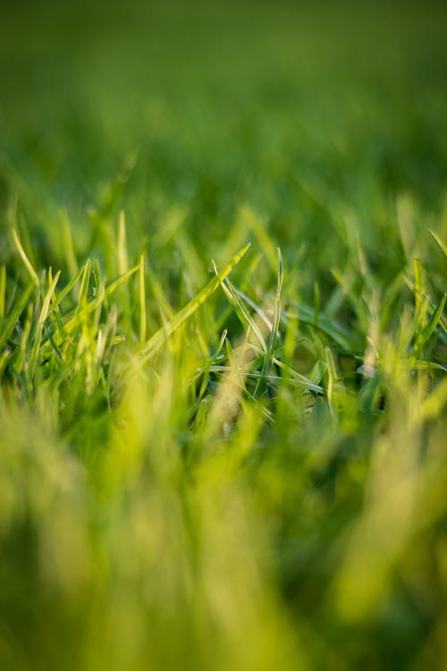 Free stock photo of green grass, selective focus, summer