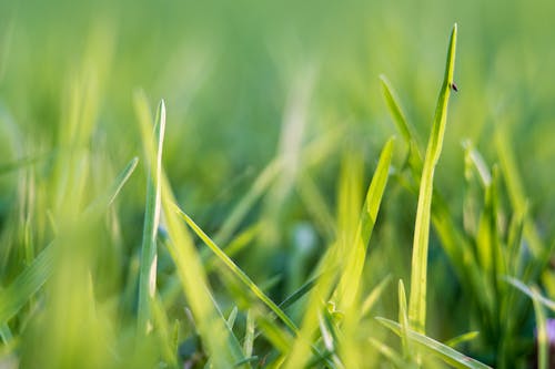 Free stock photo of bug, grass field, green